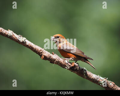 Maschio rosso (Crossbill Loxia curvirostra) appollaiato sul ramo di albero, Point Reyes National Seashore, CALIFORNIA, STATI UNITI D'AMERICA Foto Stock