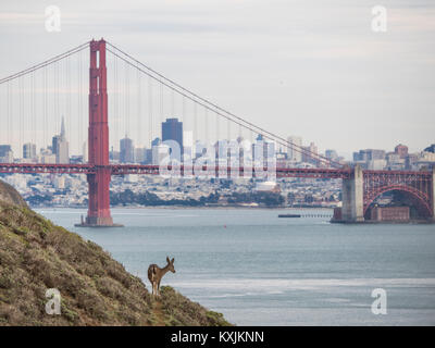 Golden Gate Bridge, Mule Deer (Odocoileus hemionus) in primo piano, San Francisco, California, Stati Uniti, America del Nord Foto Stock