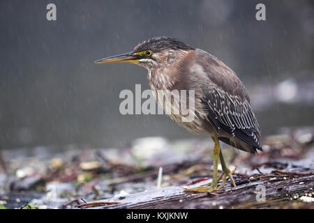 Airone verde (Butorides virescens), close-up, Sutro Bagni, San Francisco, California, Stati Uniti, America del Nord Foto Stock