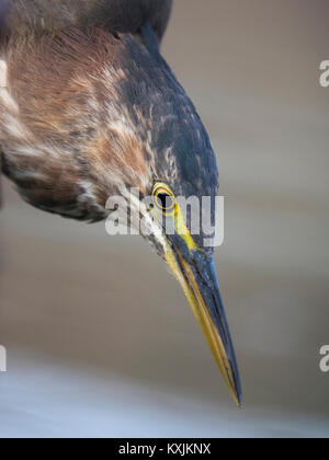 Airone verde (Butorides virescens), close-up, Sutro Bagni, San Francisco, California, Stati Uniti, America del Nord Foto Stock