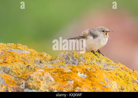 Rock Wren (salpinctes obsoletus) Coyote Hills Regional Park, California, Stati Uniti, America del Nord Foto Stock