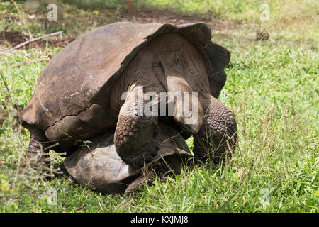 Le Galapagos tartaruga gigante di accoppiamento ( Chelonoidis nigra ), isola di Santa Cruz, Isole Galapagos Ecuador America del Sud Foto Stock