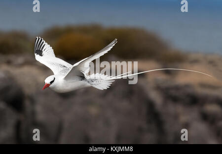 Red fatturati Tropic Bird in volo ( Phaethon aethereus ), all'Isola Espanola, Isole Galapagos Ecuador America del Sud Foto Stock