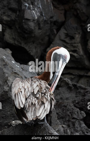 Brown Pelican, ( Pelecanus occidentalis ), maschio adulto appollaiato sulla roccia, Genovesa Island, Isole Galapagos Ecuador America del Sud Foto Stock