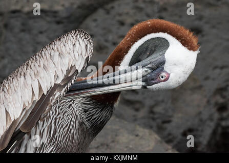 Brown Pelican, ( Pelecanus occidentalis ), maschio adulto vicino fino alla testa, Genovesa Island, Isole Galapagos Ecuador America del Sud Foto Stock