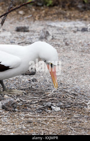 Nazca Booby ( Sula granti ) facendo un nido , Genovesa Island, Isole Galapagos Ecuador America del Sud Foto Stock