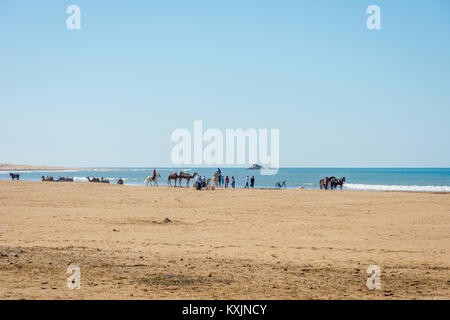 Cammelli, cavalli e la gente sulla spiaggia di sabbia di Essaouira, Marocco Foto Stock
