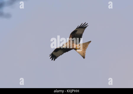 Nibbio reale (Milvus milvus) in volo contro il cielo blu Foto Stock