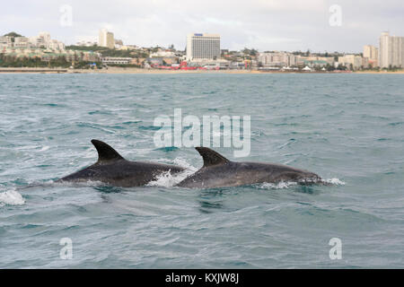 Comune di delfini tursiopi, Tursiops truncatus, Porth Elizabeth, Algoa Bay, Nelson Mandela Bay, Sud Africa, Oceano Indiano Foto Stock