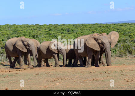 Bush africano Elefante, branco di elefanti, Loxodonta africana, Sud Africa, Porth Elizabeth, Addo Natinal Park Foto Stock