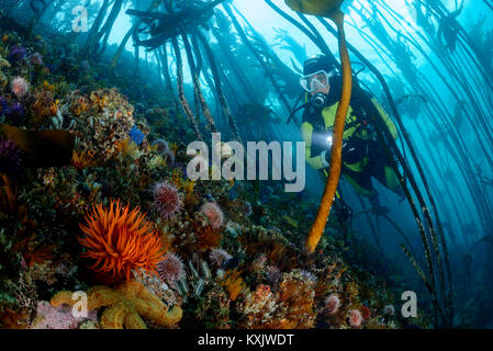 Kelp con beadlet anemone e subacqueo e ricci di mare, Actinia equina False Bay, Simons Town, Sud Africa, Oceano Indiano Foto Stock