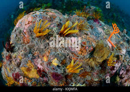 Coralreef con Britle star e Piuma star, Crinoidea ( Class ), Ophiuroidea ( Class ), False Bay, Simons Town, Sud Africa, Oceano Indiano Foto Stock