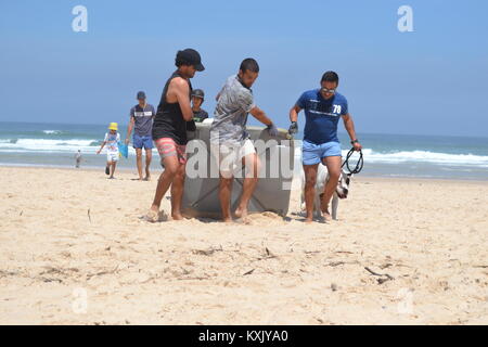 Uomini forti rimozione di grandi lettiera in plastica dalla spiaggia durante una spiaggia pulita fino in Portogallo Foto Stock