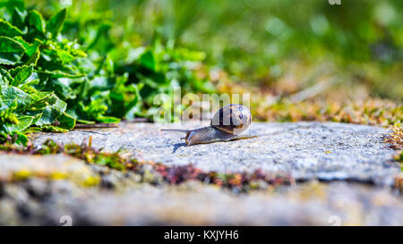 Snail strisciando su un hard rock texture in natura; marrone striato lumaca camminando sulle rocce in giornata piovosa, Brittany (Bretagne), Francia Foto Stock