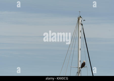 Wild aquila calva arroccato su barche a vela il montante in posa come lookout / look out contro il cielo blu Foto Stock