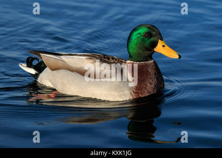 Duck galleggiante in acqua con la riflessione in una giornata di sole Foto Stock