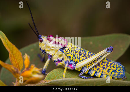 Green Milkweed Locust (Phymateus viridipes) Foto Stock