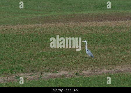 Airone cenerino in un campo Foto Stock