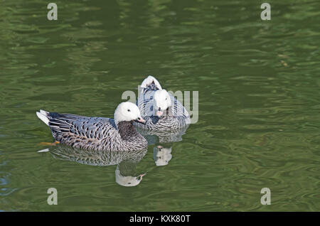 L'imperatore d'oca, Chen Canagica, Nord America, Siberia, Captive Foto Stock