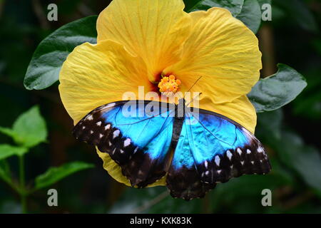 Un bel blu farfalla morfo atterra su un giallo fiore di hibiscus nei giardini. Foto Stock