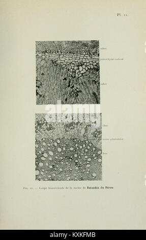 Atlas de photomicrographie des plantes médicinales (pagina 31) BHL12987834 Foto Stock