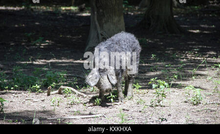 Campagna, Serbia - Il Mangalica (Mangalitsa, Mangalitza) un vecchio ungherese razza di suini domestici di vagare liberamente nei boschi e in cerca di cibo Foto Stock