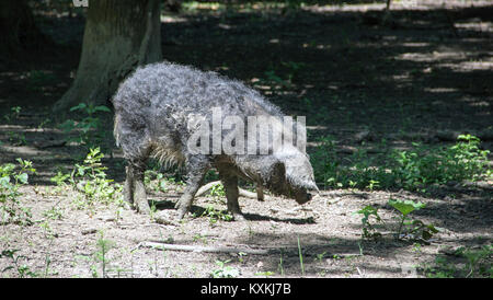 Campagna, Serbia - Il Mangalica (Mangalitsa, Mangalitza) un vecchio ungherese razza di suini domestici di vagare liberamente nei boschi e in cerca di cibo Foto Stock