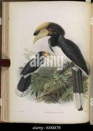 Una monografia della Bucerotidae, o la famiglia di hornbills (piastra XIII) (6944154502) Foto Stock