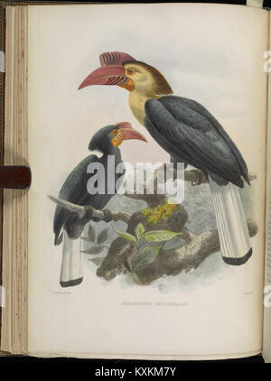 Una monografia della Bucerotidae, o la famiglia di hornbills (piastra XIX) (6944156976) Foto Stock