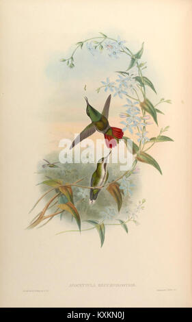 Monografia scientifica della famiglia Trochilidæ, comunemente nota come colibrì, che illustra la diversità delle specie e le caratteristiche anatomiche. Foto Stock