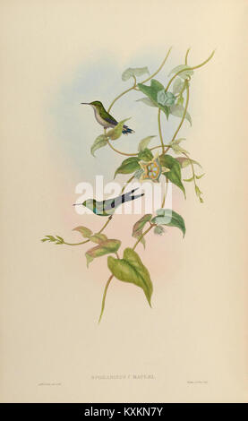 La lastra 349 della monografia Trochilidæ mostra le specie di colibrì, illustrando adattamenti di alimentazione, modelli di piume e anatomia delle ali per lo studio scientifico. Foto Stock