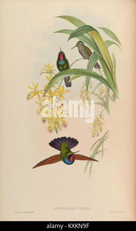 La lastra 61 della monografia Trochilidæ presenta specie di colibrì, illustrando la forma dell'ala, i modelli di piumaggio, la struttura della coda e la morfologia dei Bill per lo studio scientifico. Foto Stock