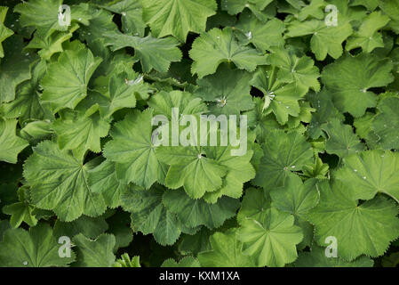 Alchemilla mollis Foto Stock