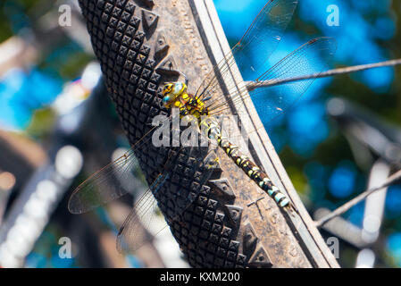 Maschio Hawker Meridionale (Aeshna cyanea) dragonfly sul pneumatico per bicicletta Foto Stock