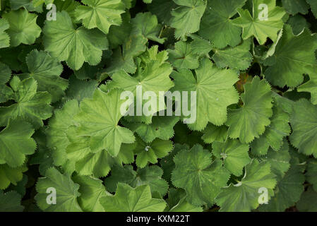 Alchemilla mollis Foto Stock