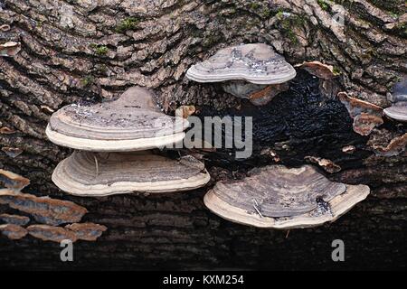 Artista della staffa del fungo Ganoderma lipsiense, chiamato anche artista conk o sopportare il pane è una staffa fungo con una distribuzione cosmopolita. Foto Stock