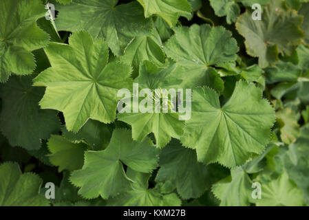 Alchemilla mollis Foto Stock