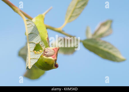 Puss Moth (Cerura vinula) finale instar larva su Willow. Surrey, Regno Unito. Foto Stock