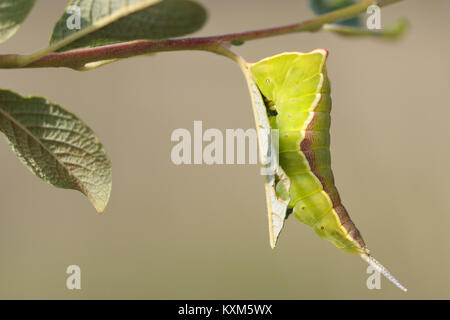 Puss Moth (Cerura vinula) finale instar larva su Willow. Surrey, Regno Unito. Foto Stock