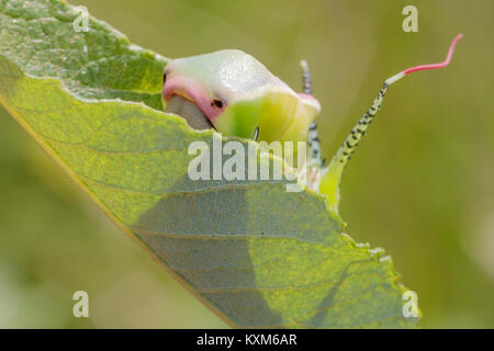 Puss Moth (Cerura vinula) finale instar larva su Willow. Surrey, Regno Unito. Foto Stock