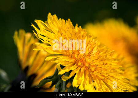 Fiore di tarassaco vicino fino in chiave di fotografia macro con colori folli Foto Stock