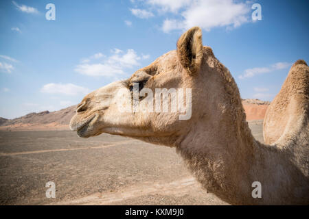Primo piano di testa di cammello nel deserto Foto Stock