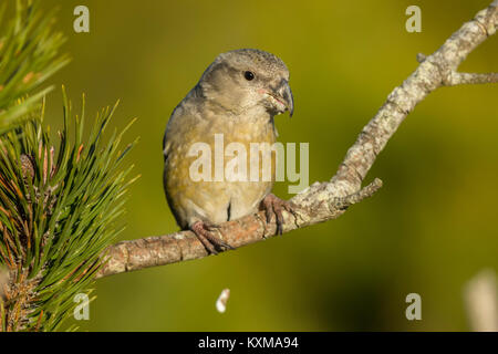 Parrot Crossbil (Loxia pytyopsittacus) femmina adulta appollaiato in pino, Foto Stock