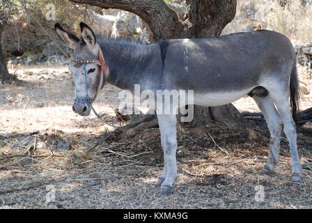 Grigio di un asino in un campo a Spartohori sull'isola greca di Meganisi. Foto Stock