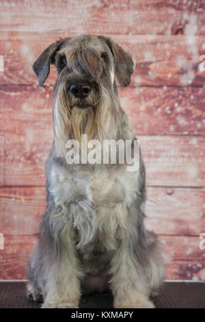 Schnauzer Standard verticale Foto Stock