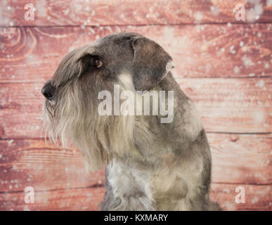 Schnauzer Standard verticale Foto Stock