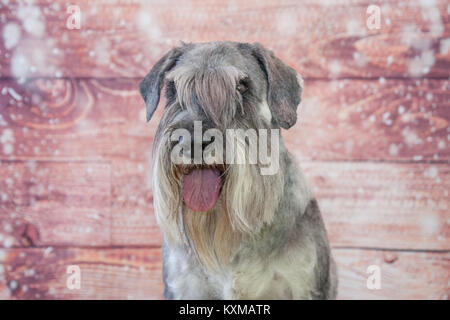 Schnauzer Standard verticale Foto Stock