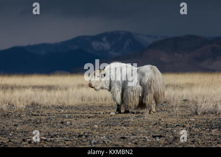 White yak Mongolia steppe praterie pianure inverno Mongolo bull vacca Foto Stock