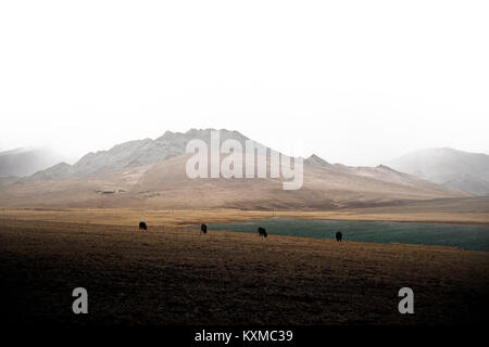 Mongolia inverno lago di montagna innevata nuvoloso bovini mucche al pascolo nelle praterie steppe mongole foggy Foto Stock