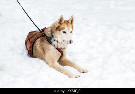 Samara, Russia - 6 Gennaio 2018: Cane di Siberian Husky si siede sulla neve dopo lo Sled Dog Race in winter park Foto Stock